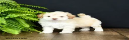 Mixed Breed dogs for sale: O Malley - Ad 1