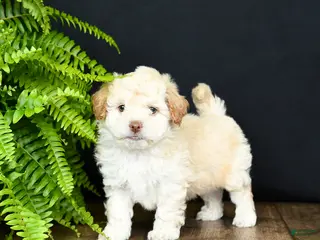 Mixed Breed dogs for sale: O Malley - Ad 4