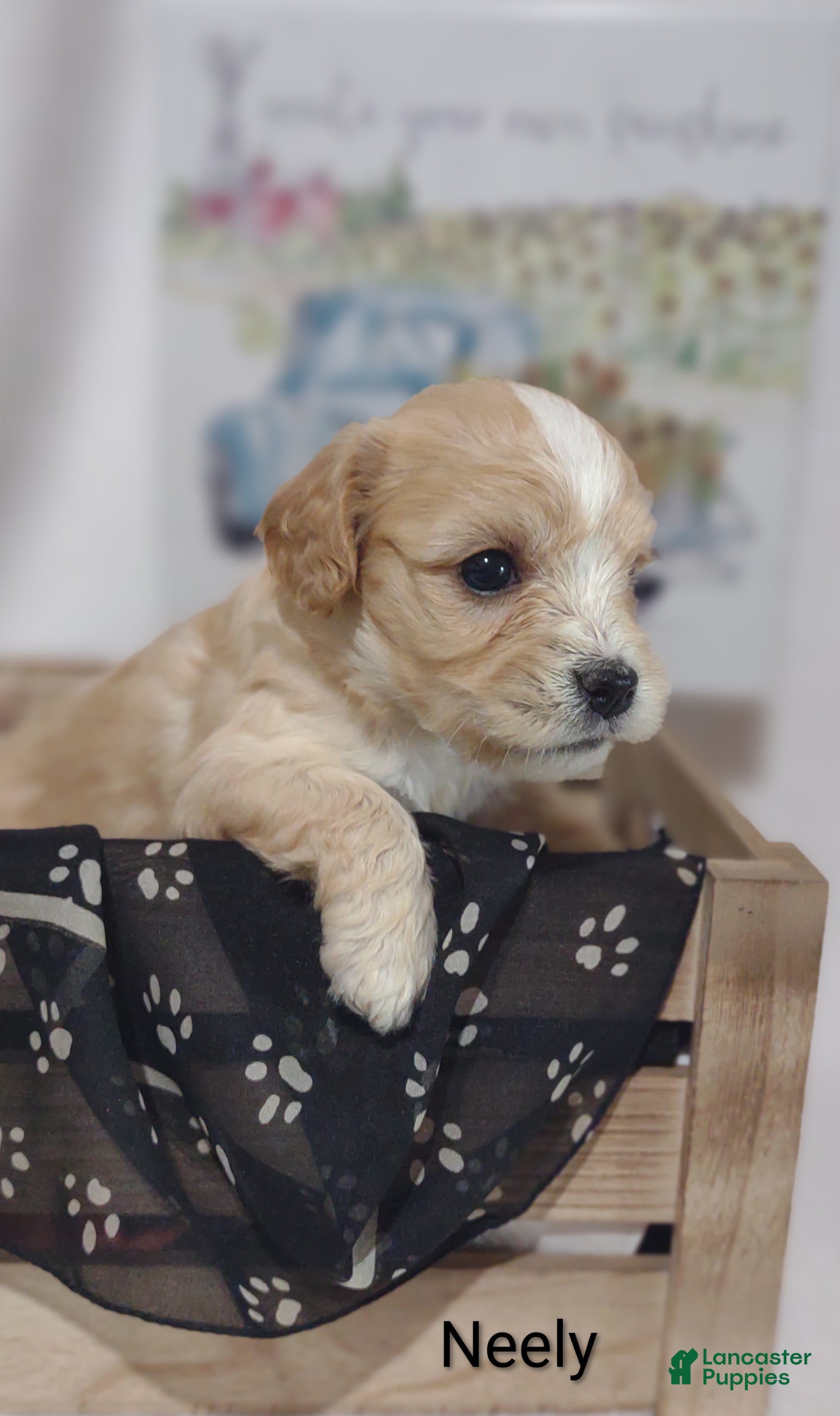 Cavachon dogs Cavachon Puppy 2 Neely  - Ad 2