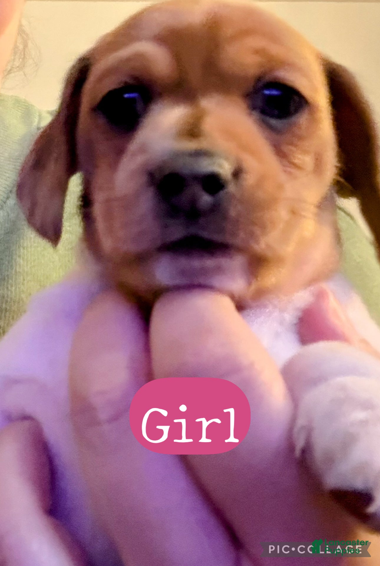 Miniature Dachshund dogs Helena - Ad 5