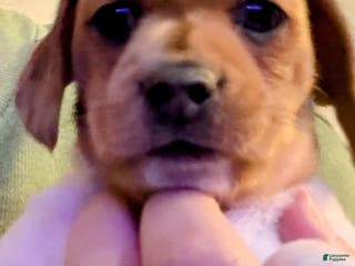 Miniature Dachshund dogs Helena - Ad 4