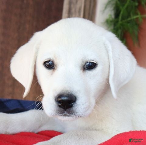 Labrador Retriever dogs Captain - Champion lines - Ad 1