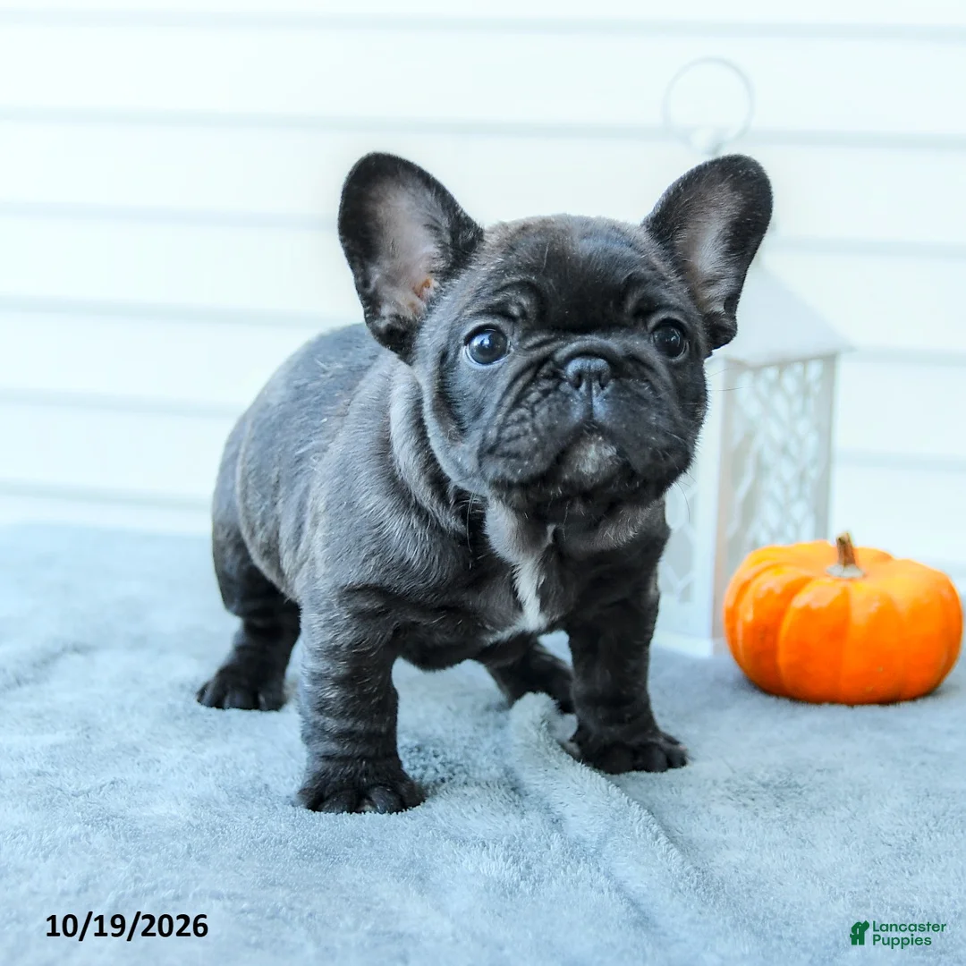 French Bulldog dogs for sale: Brindle - Ad 2