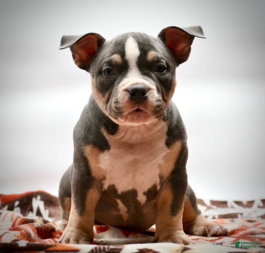 American Bulldog dogs American Bulldog Puppy 3 - Ad 2