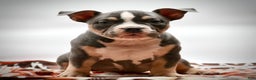 American Bulldog dogs for sale: American Bulldog Puppy 3 - Ad 2