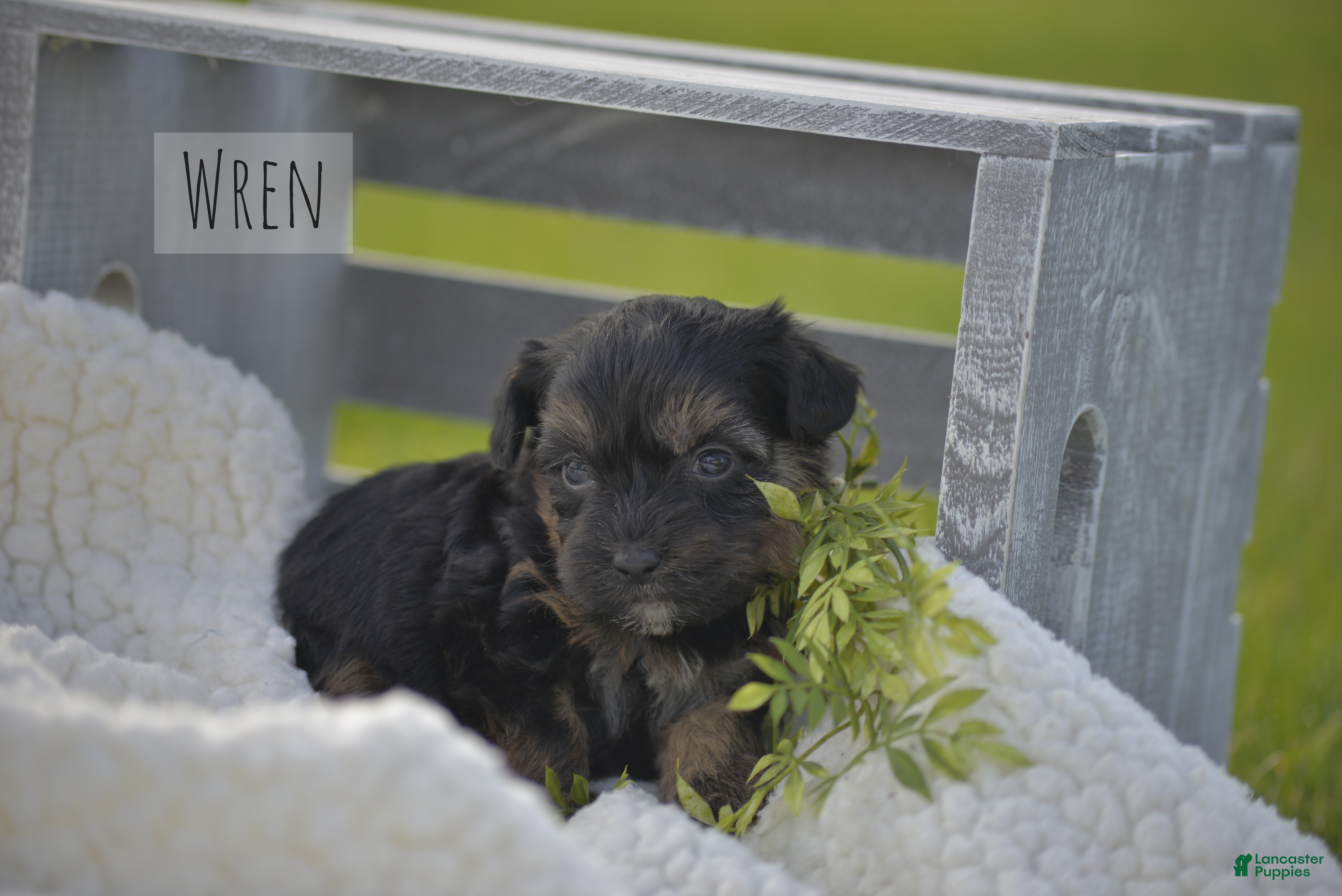 Havapoo dogs Wren - Ad 36