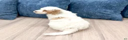 Mini Goldendoodle dogs for sale: Amber - Ad 6