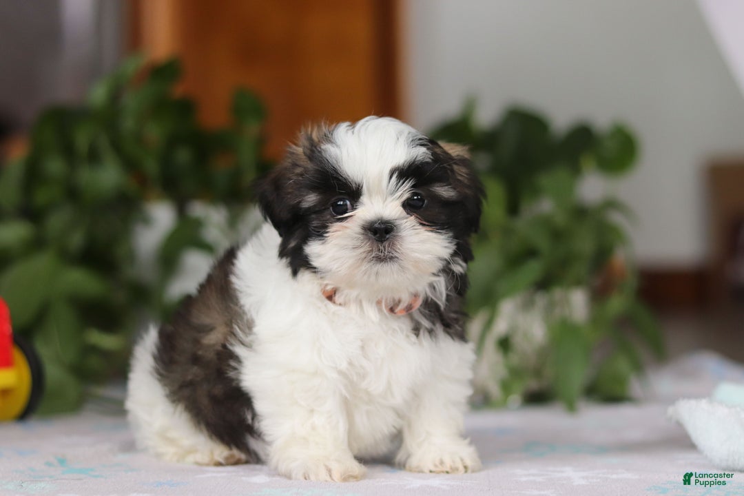 Shih Tzu dogs for sale: Kyle - Ad 4