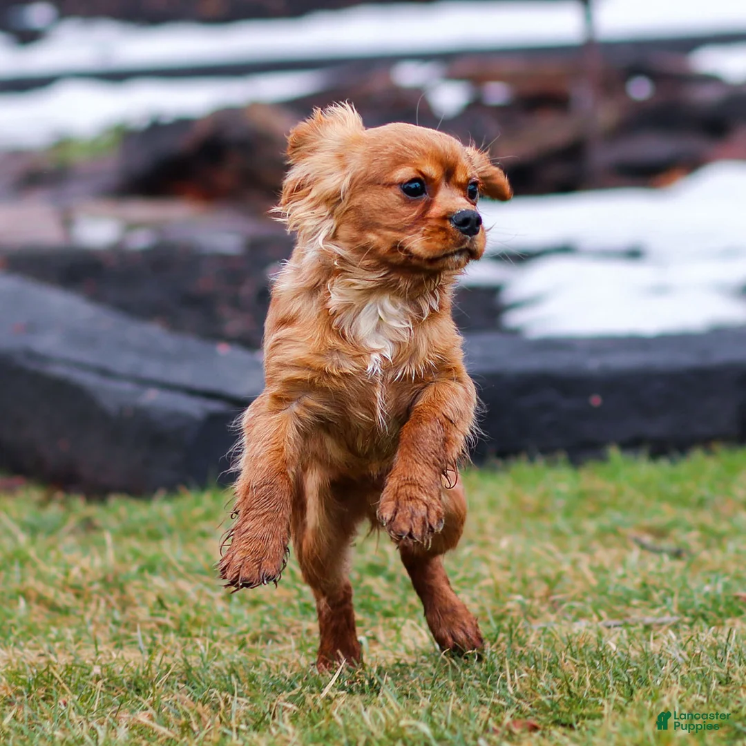 Cavalier King Charles Spaniel dogs for sale: Ricky - Ad 2