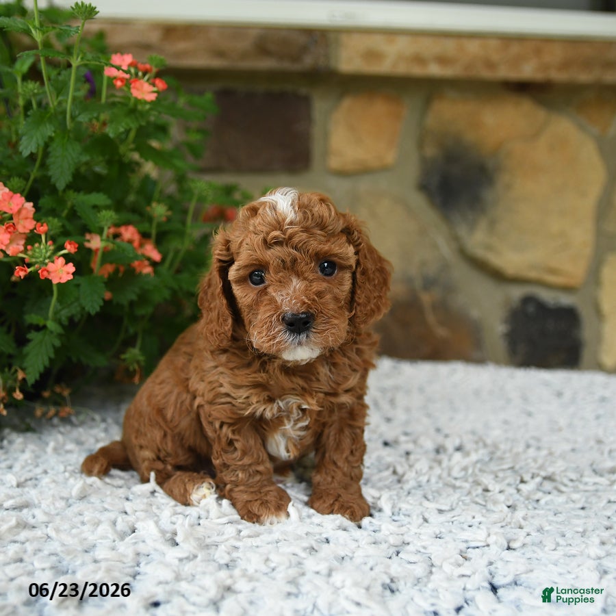 Cavapoo dogs Whisper - Ad 1