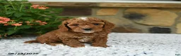 Cavapoo dogs for sale: Whisper - Ad 5