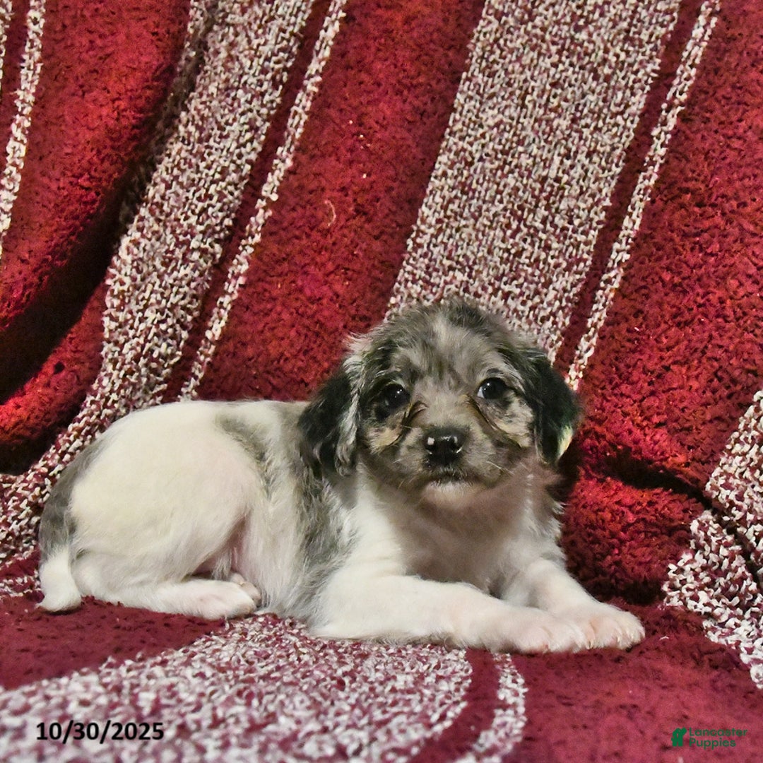 Mixed Breed dogs for sale: Buttercup - Ad 8