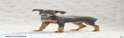 Miniature Pinscher dogs for sale: Phineas - Ad 1