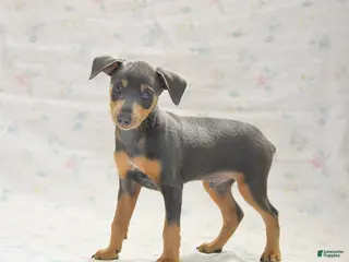 Miniature Pinscher dogs for sale: Phineas - Ad 1