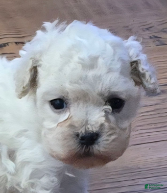 Standard Poodle dogs Snow - Ad 22