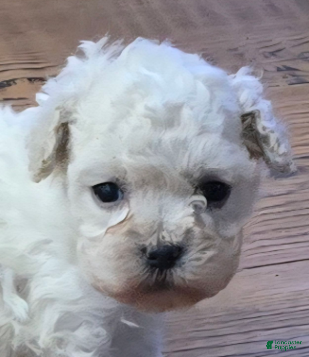 Standard Poodle dogs for sale: Snow - Ad 1