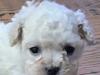 Standard Poodle dogs Snow - Ad 15