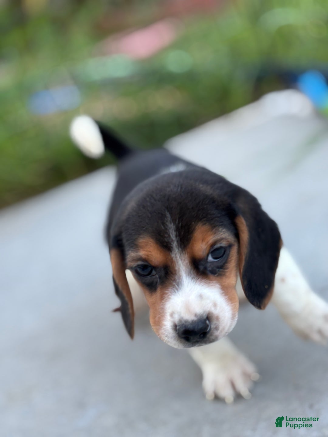 Beagle dogs for sale: Cooper - Ad 5