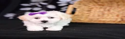 Teddy Bear dogs for sale: Catherine - Ad 3