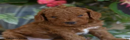 Cavapoo dogs for sale: Pippin - Ad 3