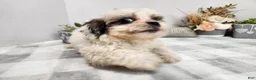 Teddy Bear dogs for sale: Crosby - Ad 10
