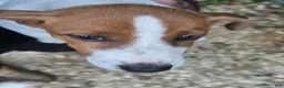 Jack Russell Terrier dogs for sale: Jack Russell Terrier 9 - Ad 3