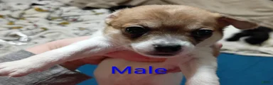 Chihuahua 3