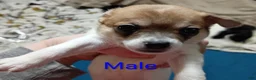 Chihuahua dogs for sale: Chihuahua 3 - Ad 1