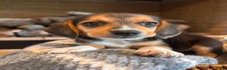 Beagle dogs for sale: Buddy - Ad 3