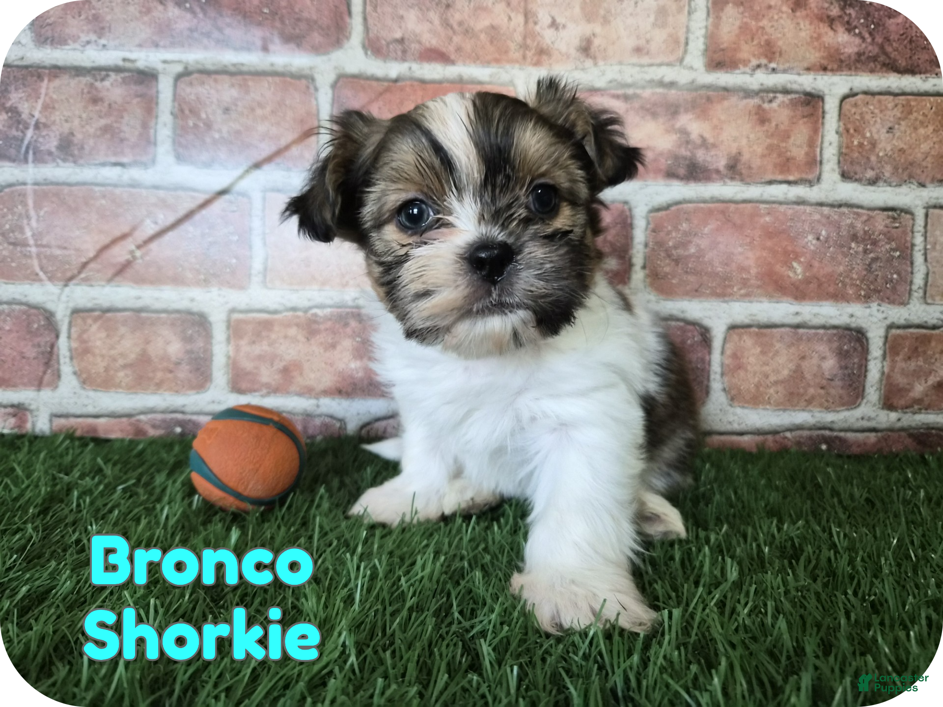Shorkie dogs Bronco - Ad 1