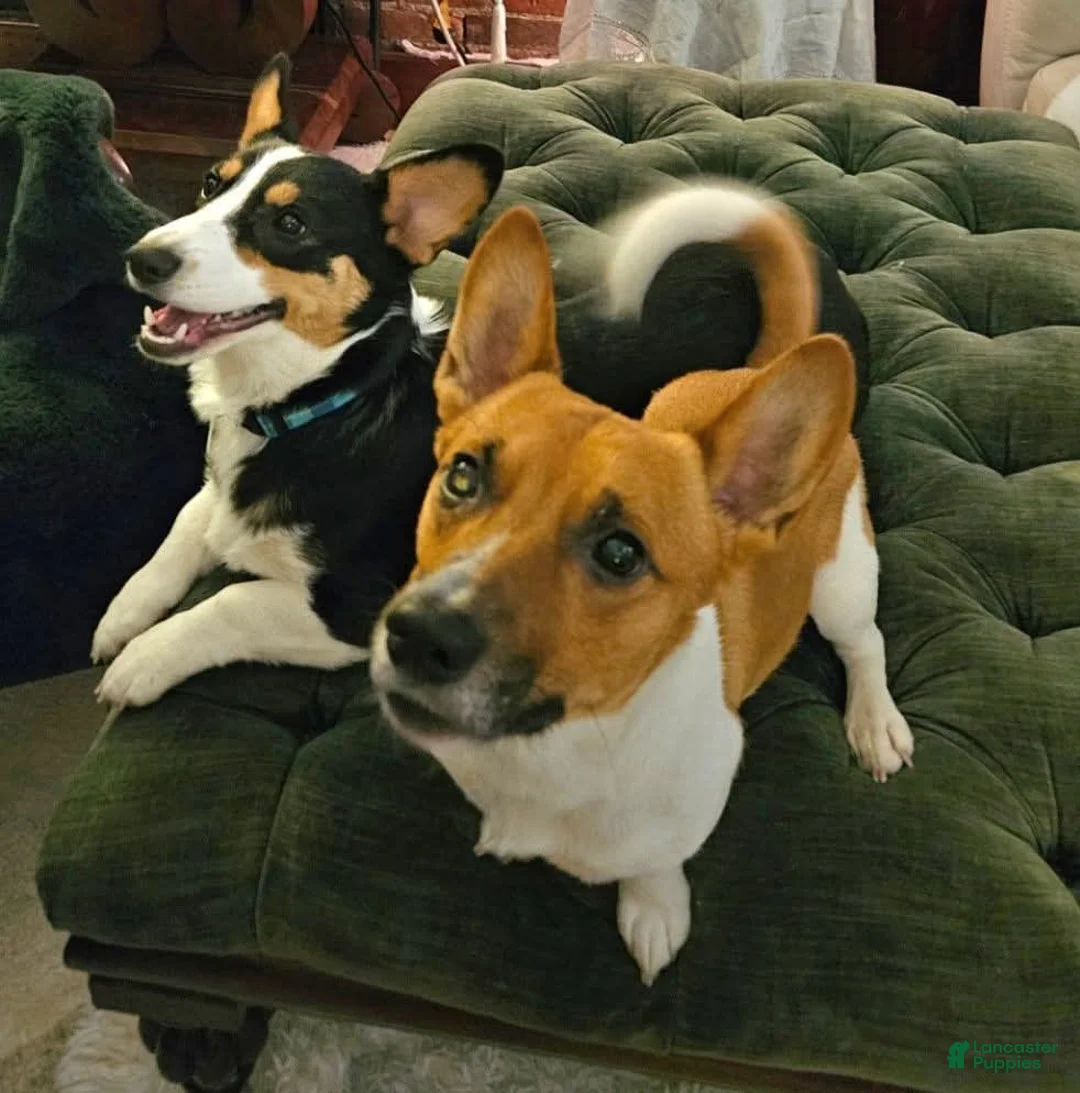 Welsh Corgi Pembroke dogs for sale: Cleopatra - Ad 17