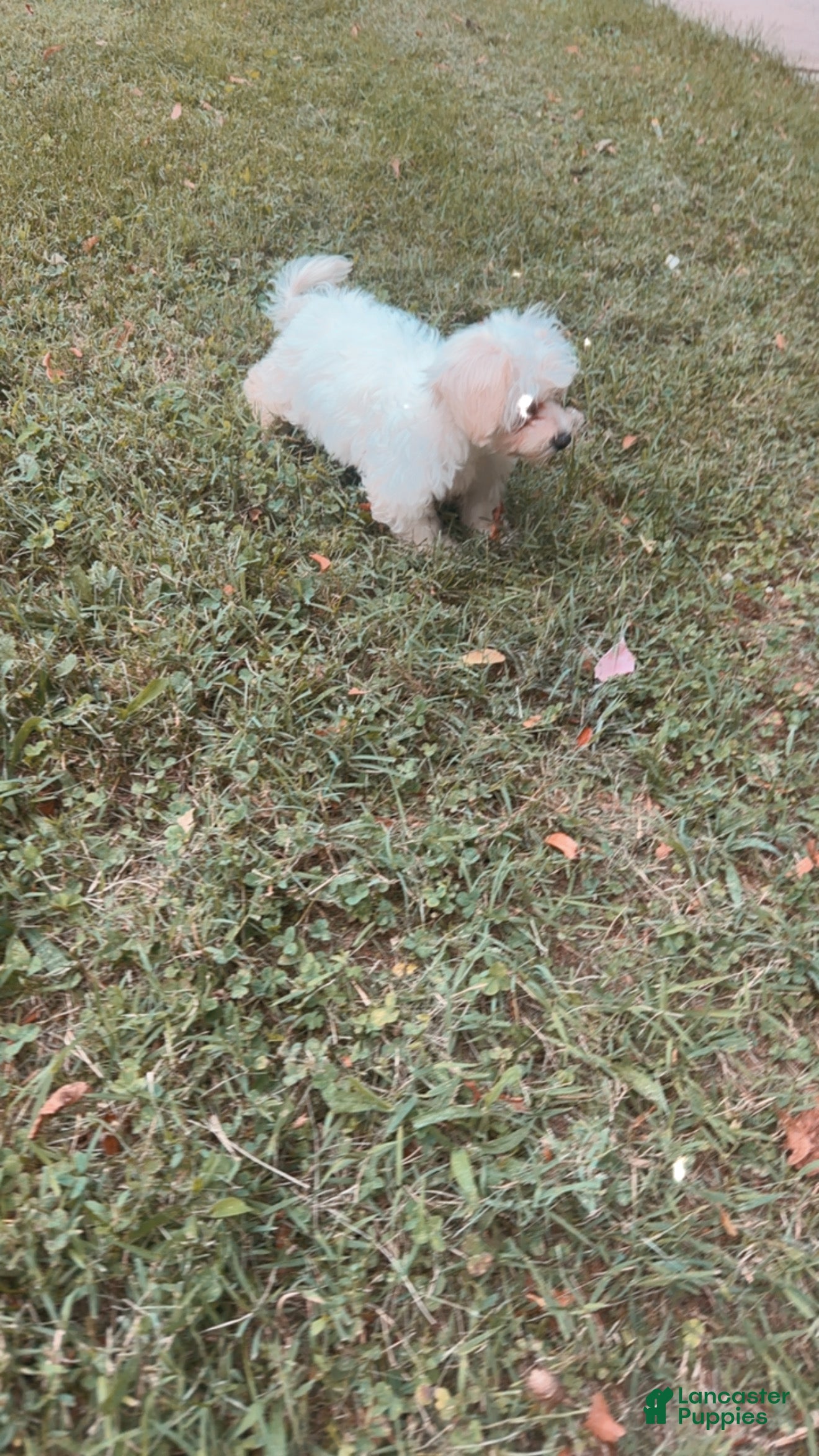 Maltipoo dogs Maltipoo 2 - Ad 1