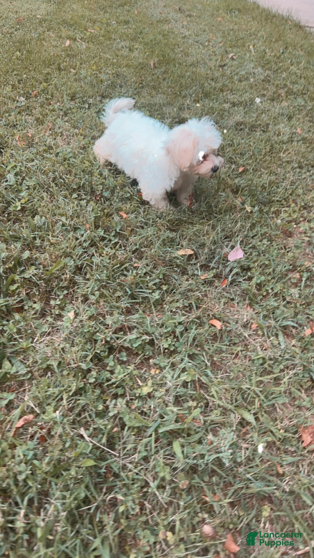 Maltipoo dogs for sale: Maltipoo 2 - Ad 1