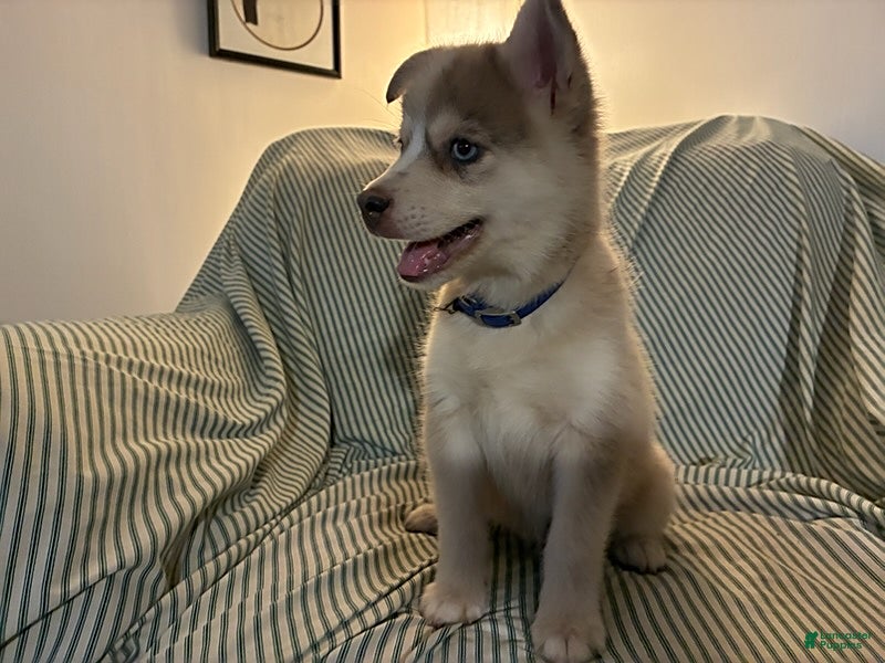 Pomsky dogs Frost - Ad 1