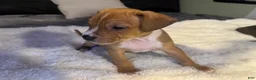 Mixed Breed dogs for sale: Ryder - Ad 16