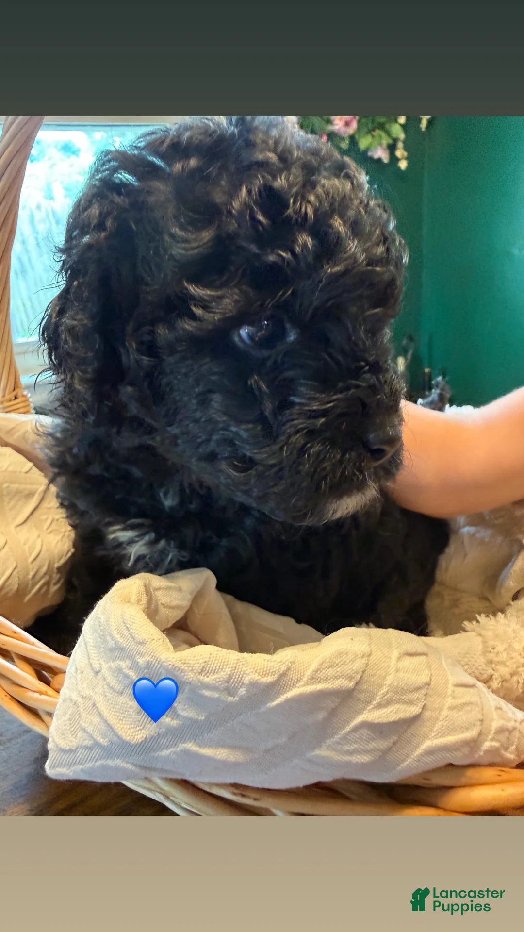 Mixed Breed dogs for sale: Boy 4 - Ad 2