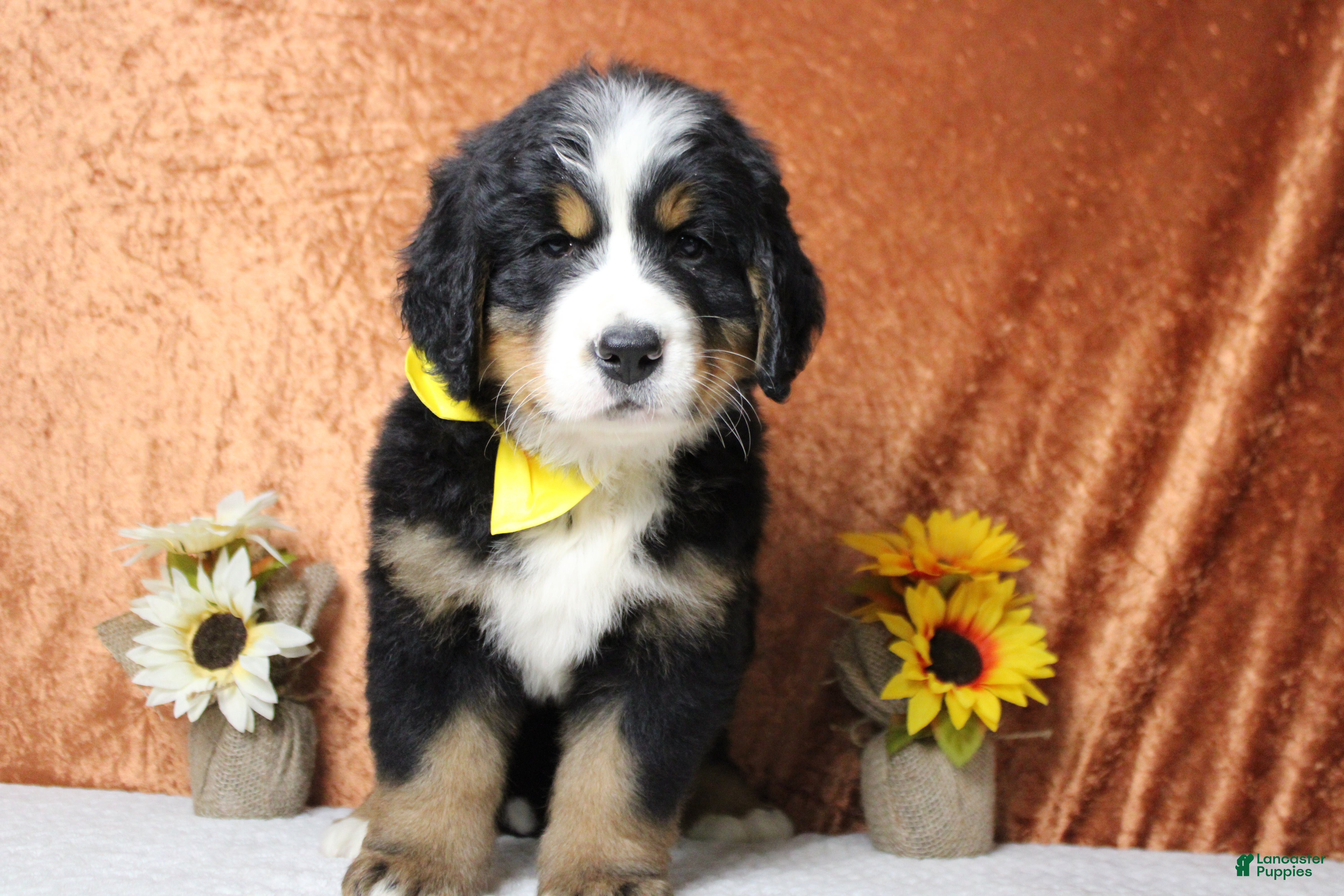 Bernese Mountain Dog dogs Heim  - Ad 7
