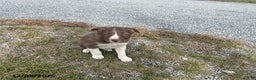 Border Collie dogs for sale: Rusty - Ad 3