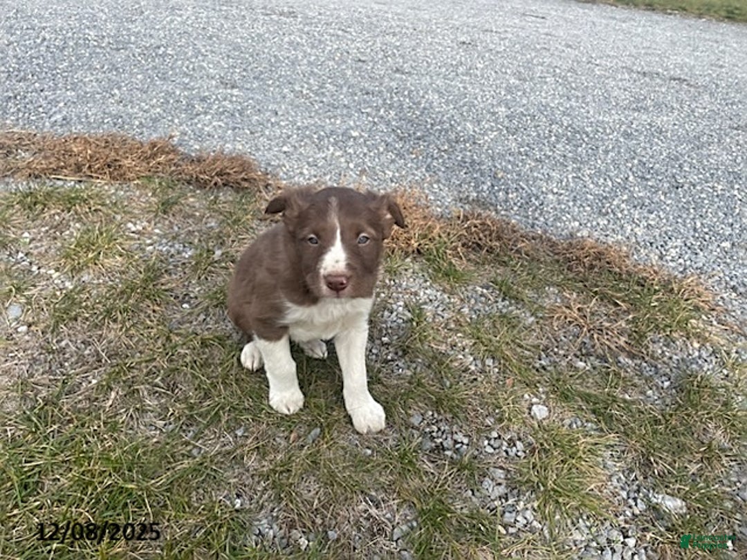 Border Collie dogs for sale: Rusty - Ad 3