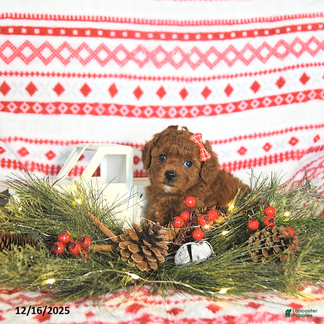 Toy Poodle dogs for sale: Milo HOUSE RAISED - Ad 2