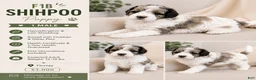 Shihpoo dogs for sale: Parti Male Shihpoo Puppy Available  - Ad 2