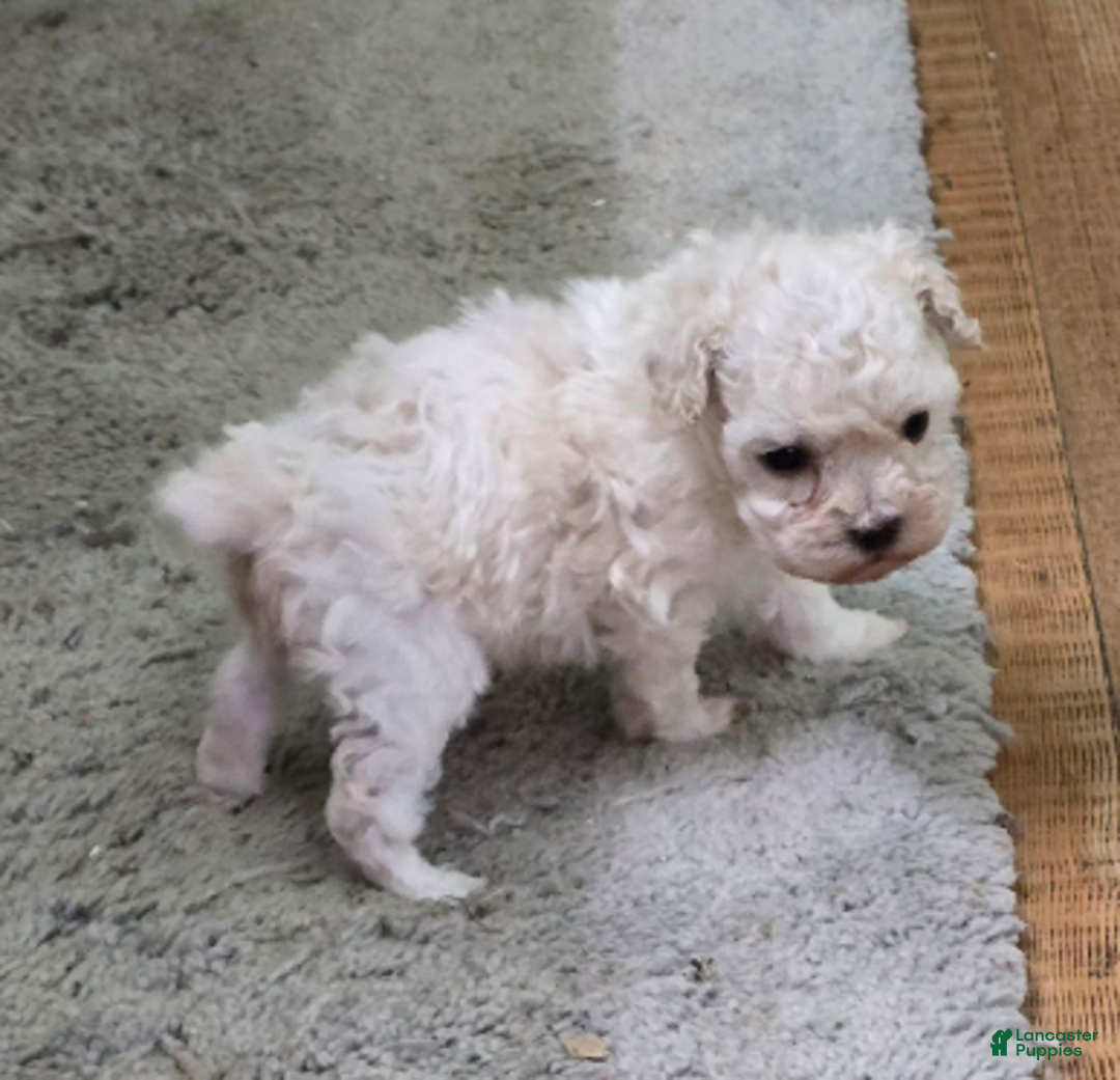 Standard Poodle dogs for sale: Snow - Ad 5