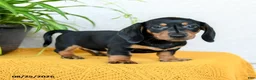 Miniature Dachshund dogs for sale: Carlos - Ad 5