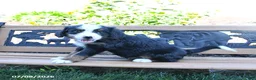 Mini Bernedoodle dogs for sale: Lucy - Ad 4