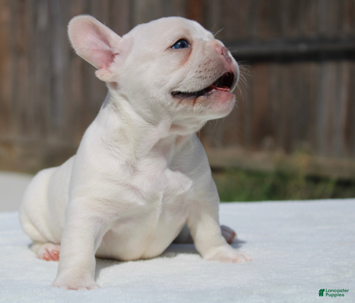 French Bulldog dogs French Bulldog Puppy 5 - Ad 8