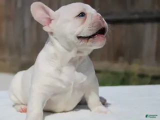 French Bulldog dogs French Bulldog Puppy 5 - Ad 8