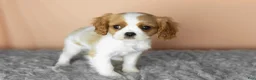 Cavalier King Charles Spaniel dogs for sale: Leo  - Ad 3