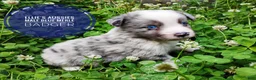 Miniature Australian Shepherd dogs for sale: Badger  - Ad 3