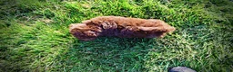 Havapoo dogs for sale: Emily - Ad 10