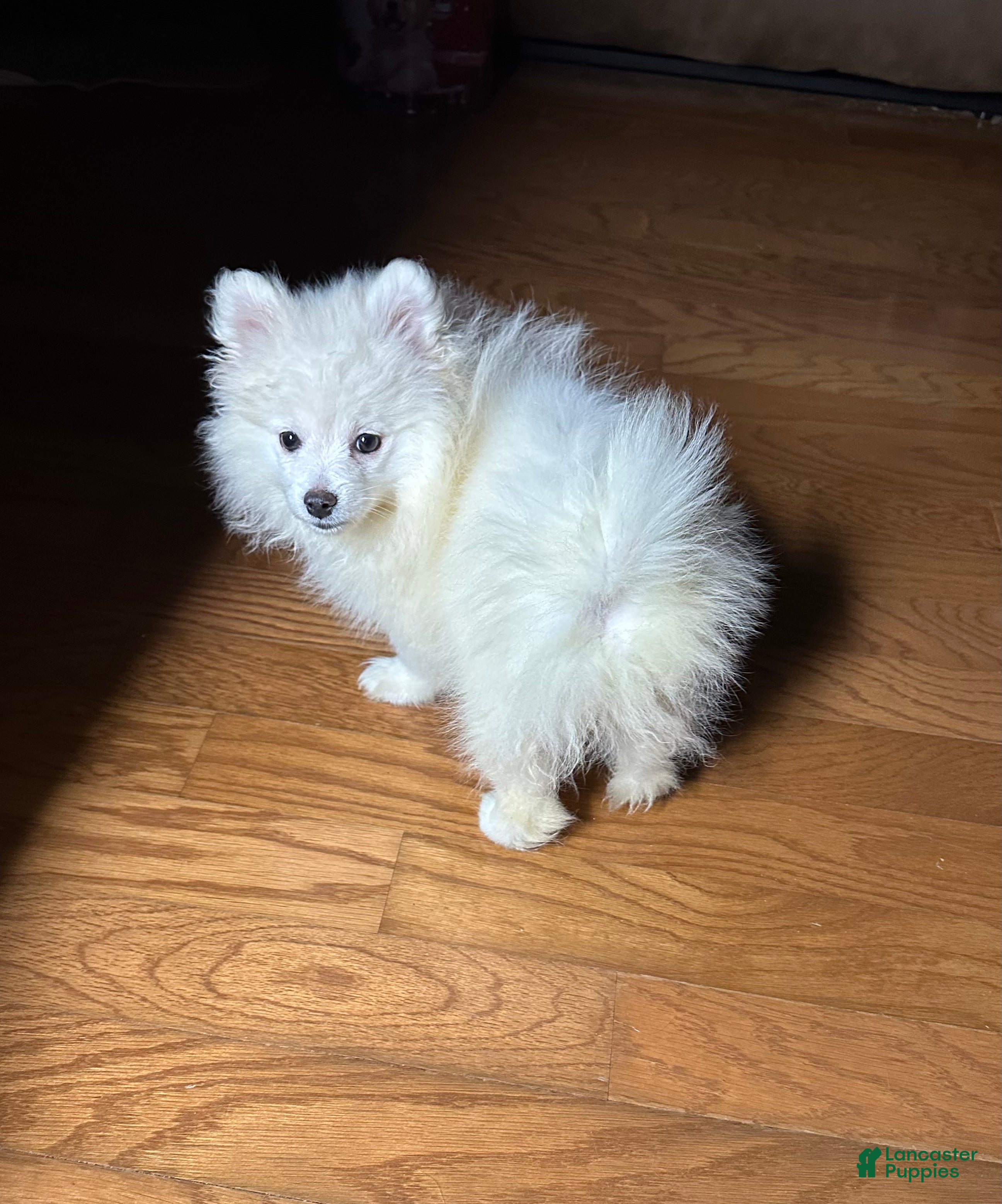 Pomeranian dogs Prince - Ad 2